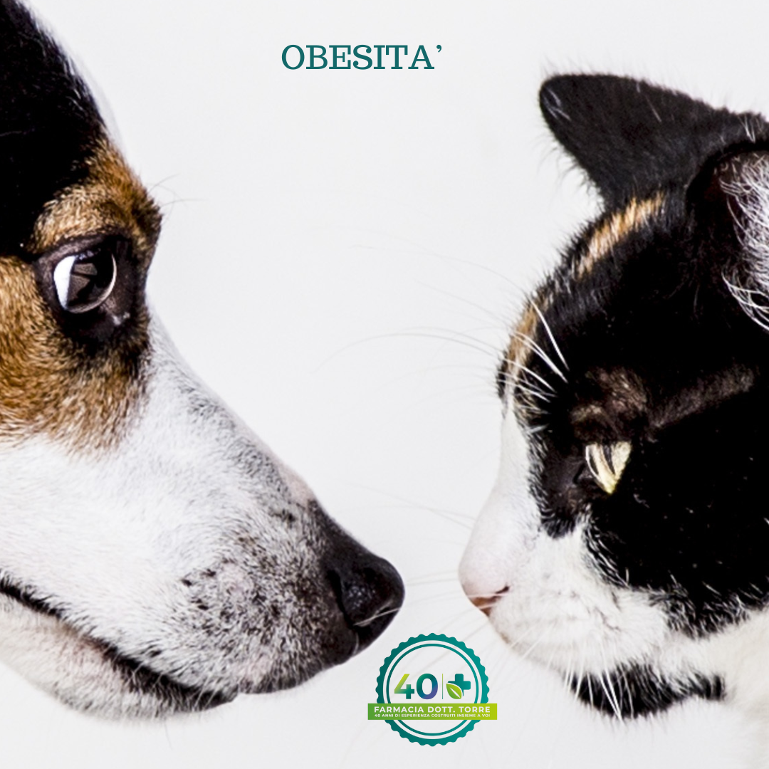 Obesità: Un fenomeno diffuso ma un po’ sottovalutato nei cani e nei gatti