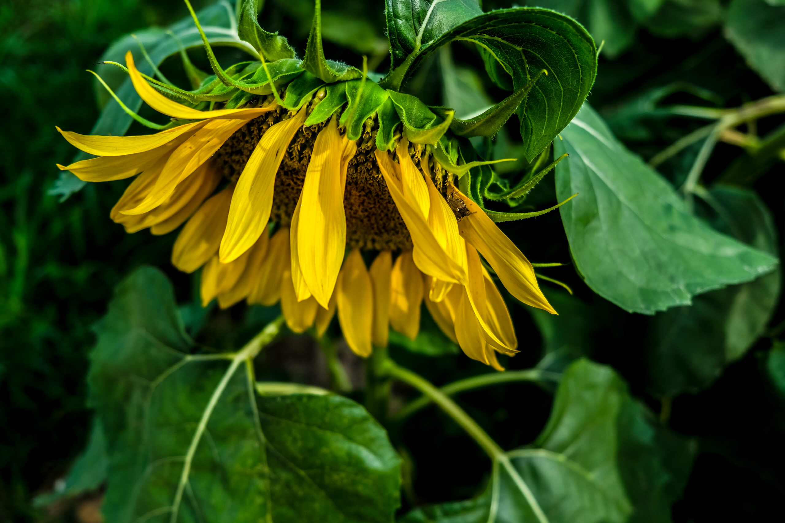 Il sole fa bene alla pelle….SE…